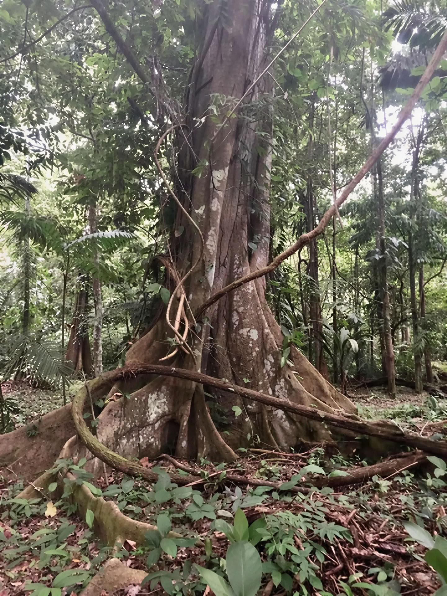 BE Sostenido por la Jungla