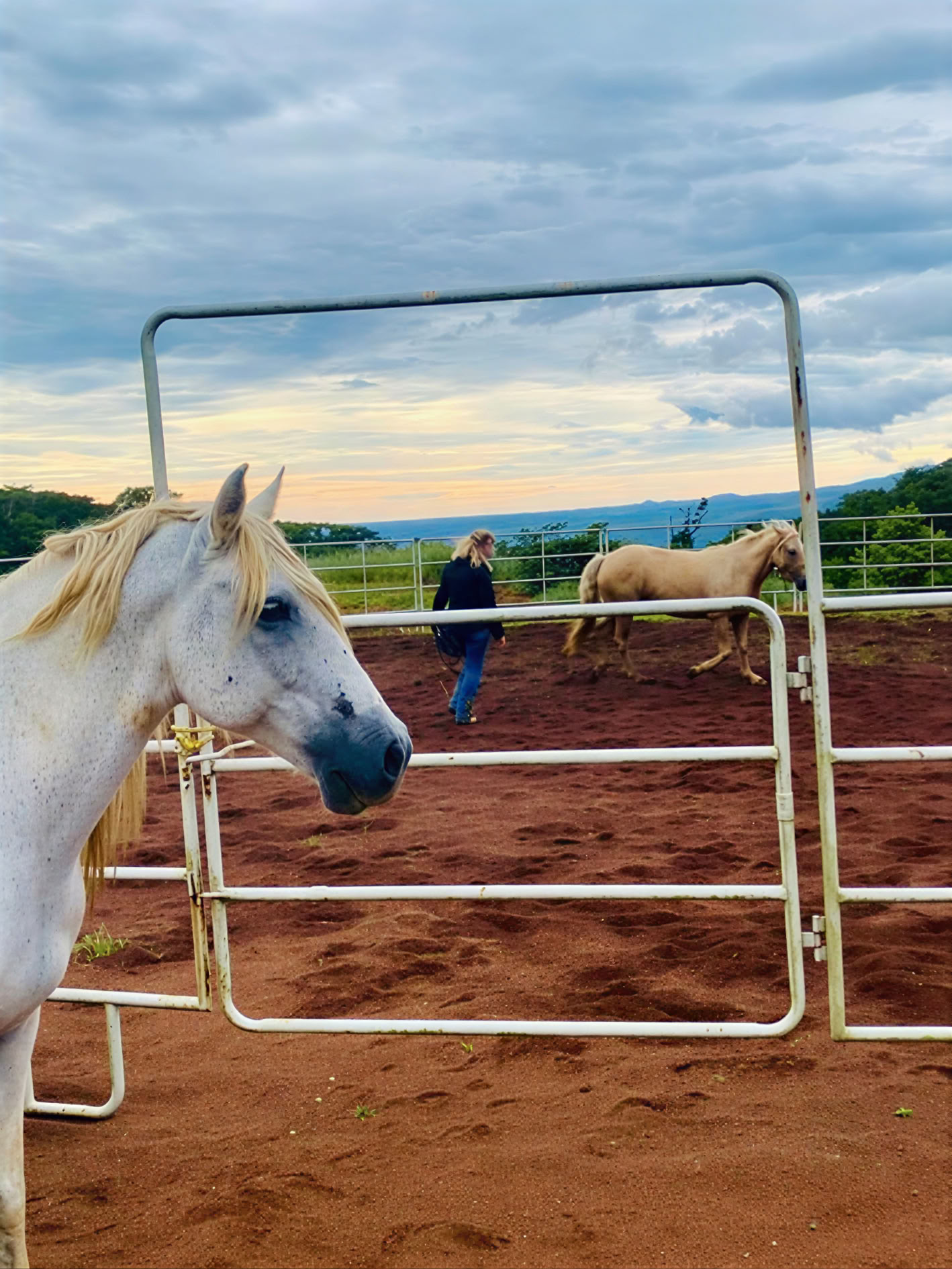 PURA VIDA CONNECTION: Clínica de equitación holística de 2 días