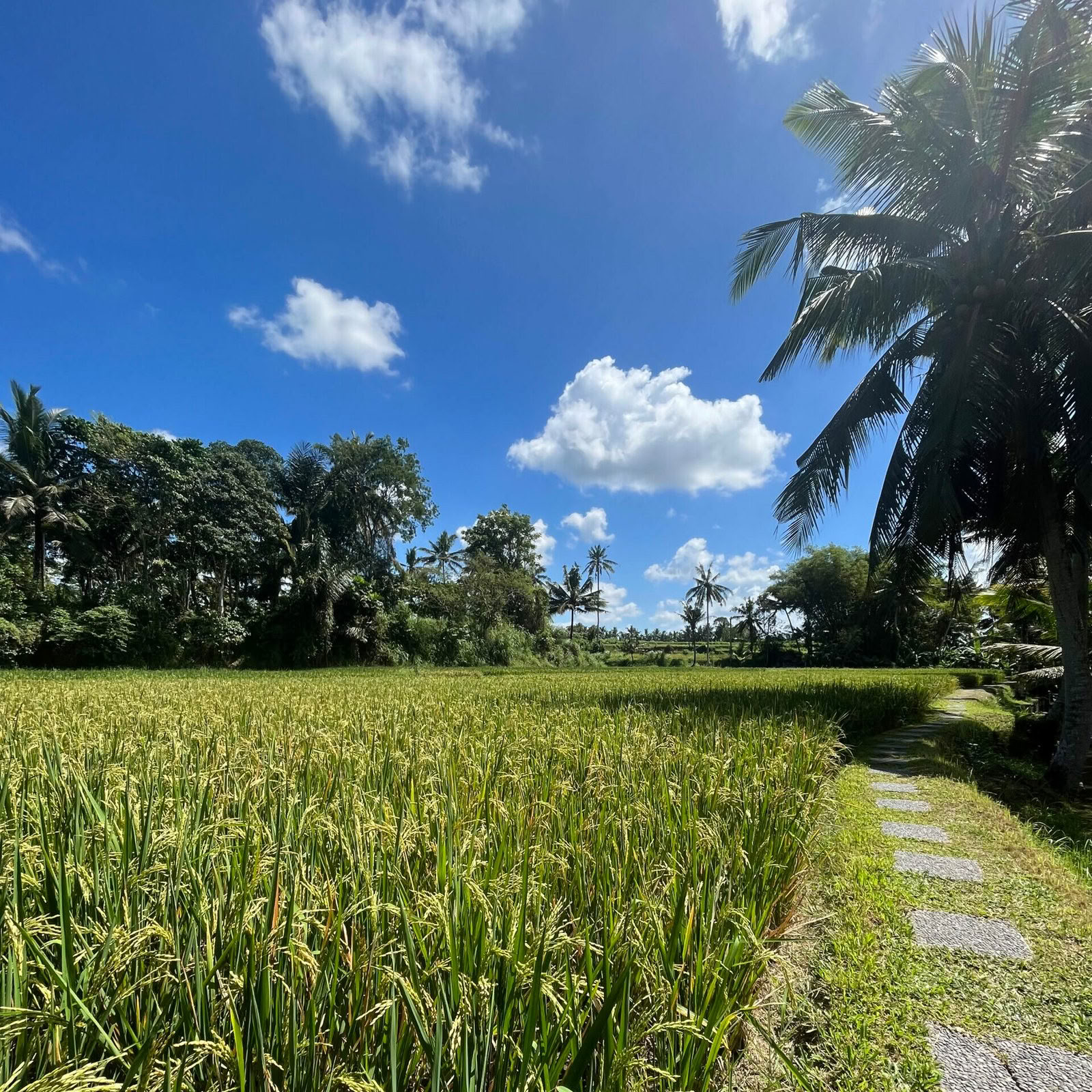 5 Días Balance Wellness Escape