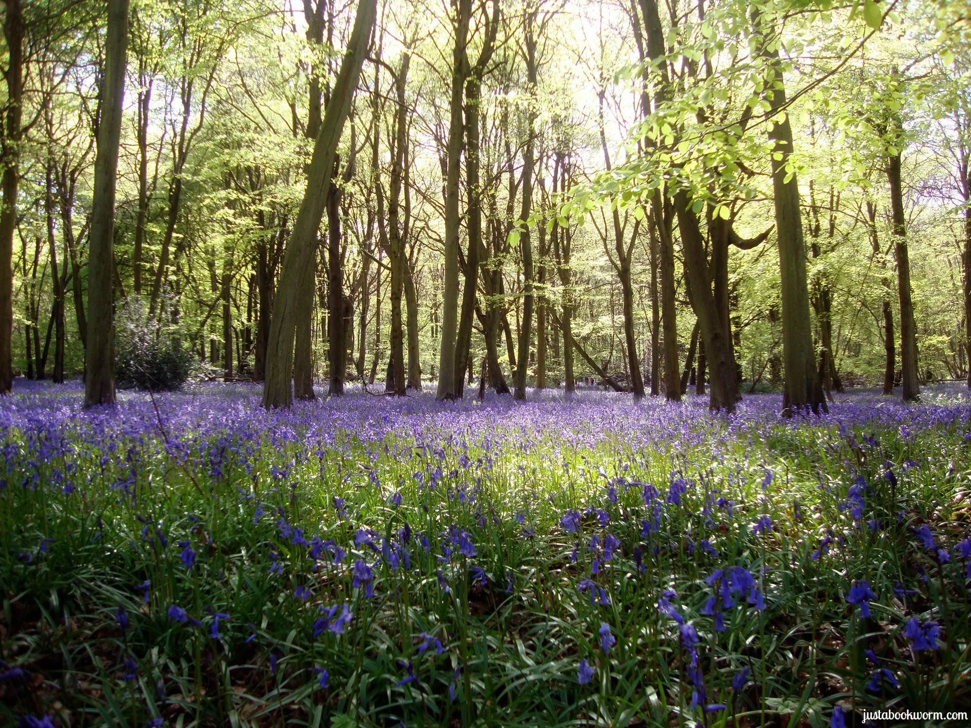 Creative Cooking, Conscious Eating and Yoga Retiro, Cotswolds, Oxfordshire