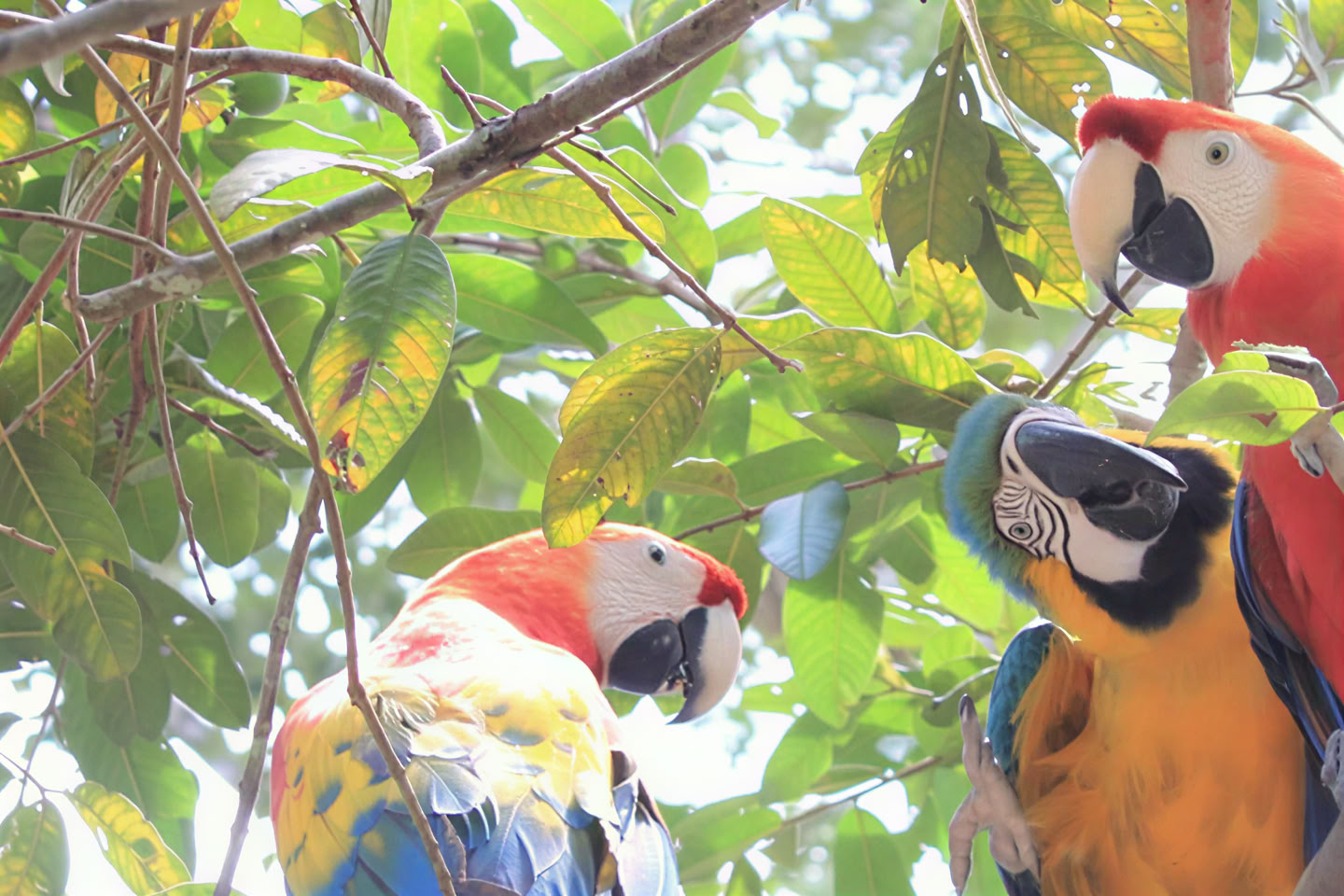 3 Days 2 Nights on Pacaya Samiria National Reserve