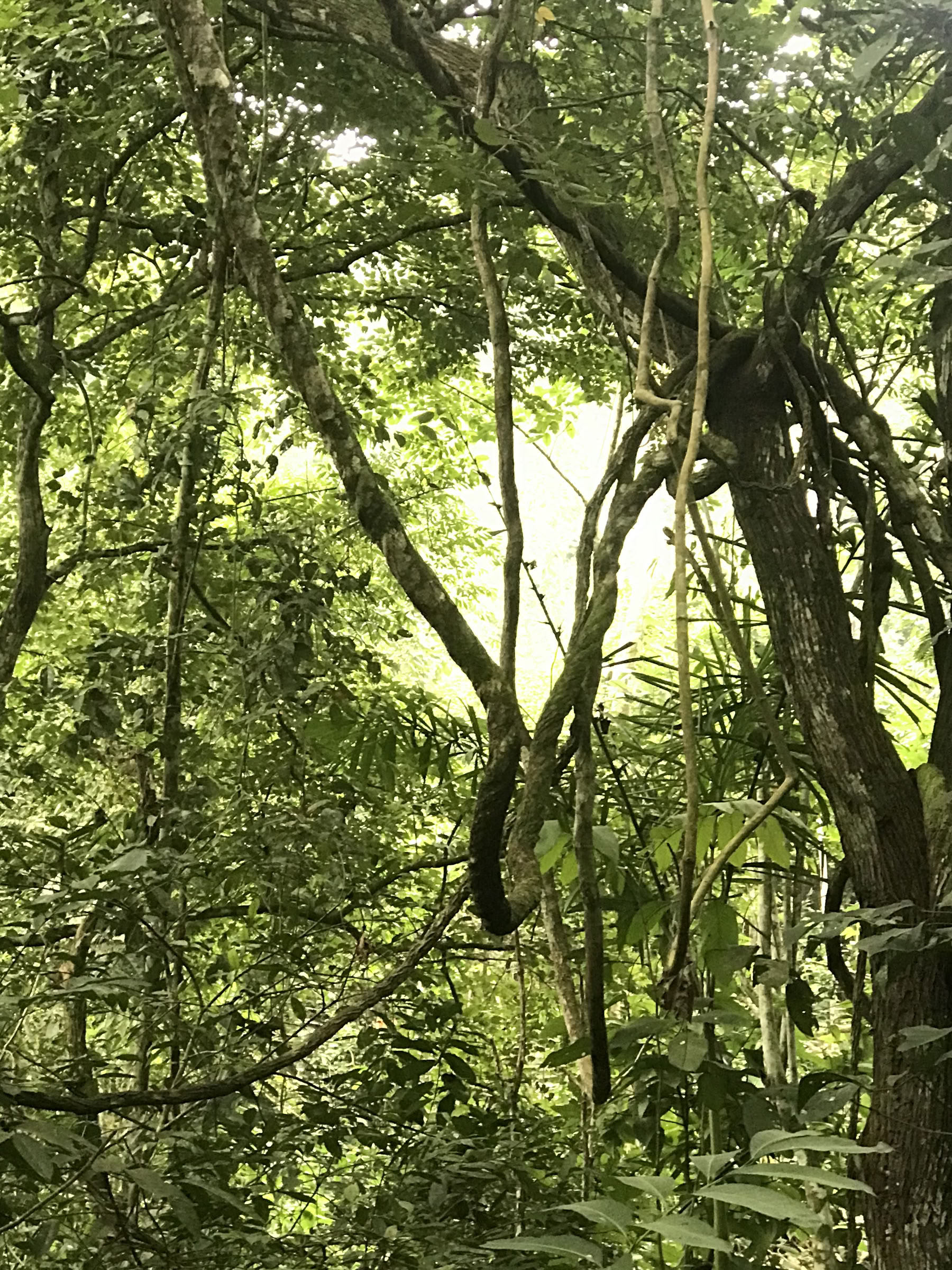 Retiro de Ayahuasca de Fin de Semana