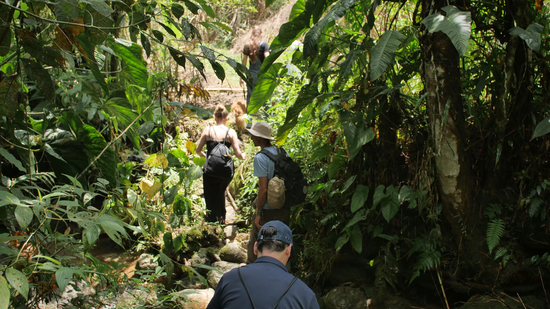 Ayahuasca & Viaje Somático