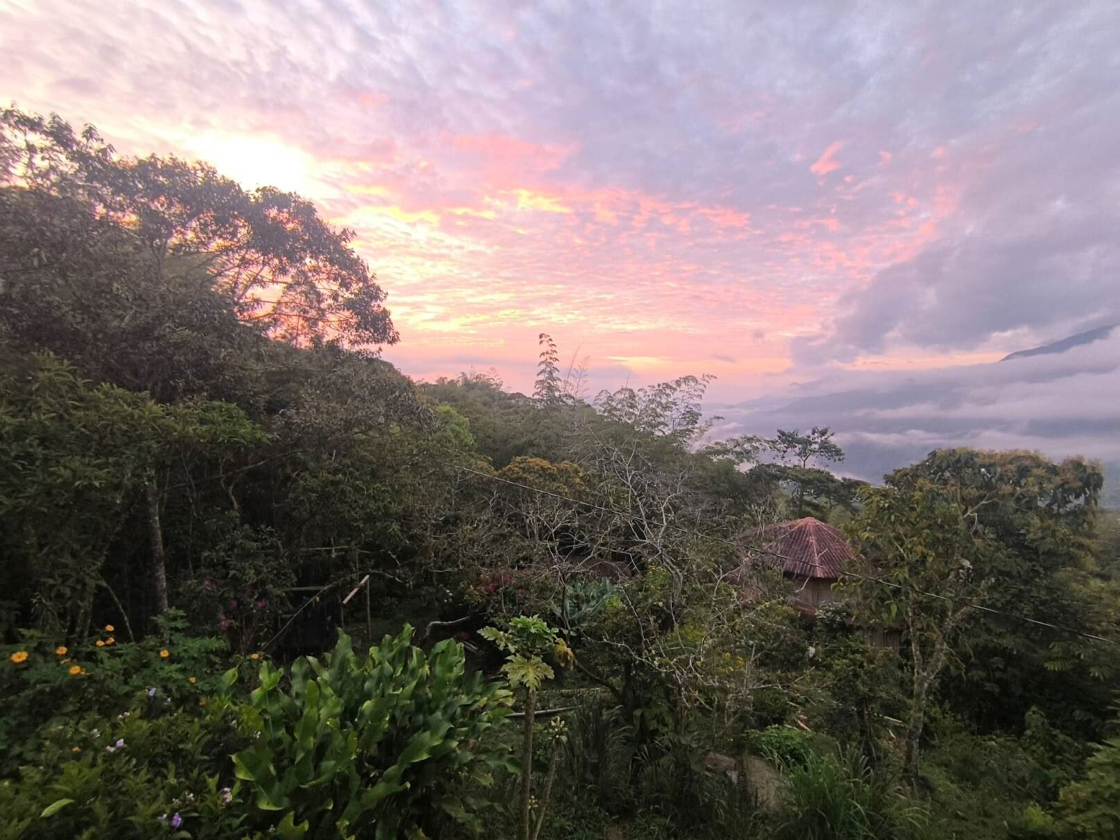 Ayahuasca & Viaje Somático