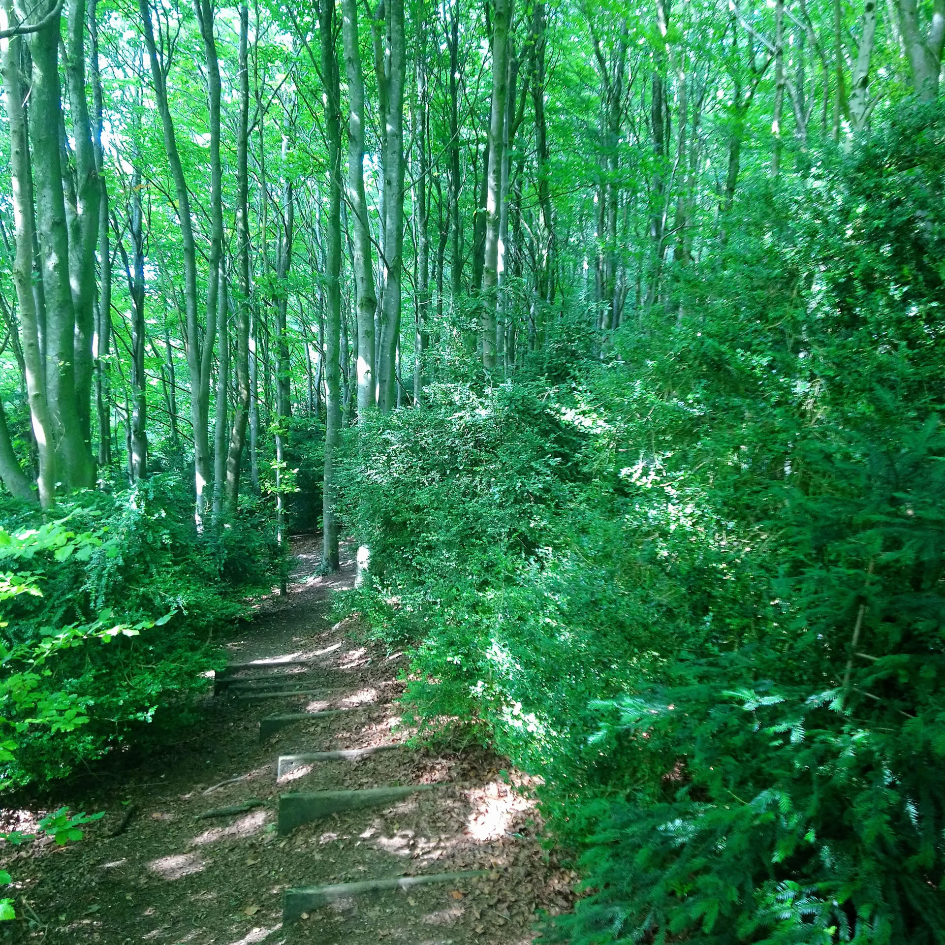 Yoga de la risa