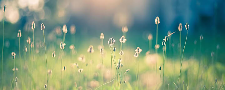Reiki I: Sanación de uno mismo, familia y amigos