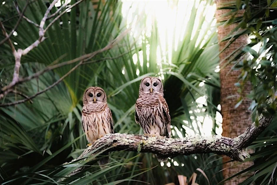 Tour Ecológico de la Naturaleza