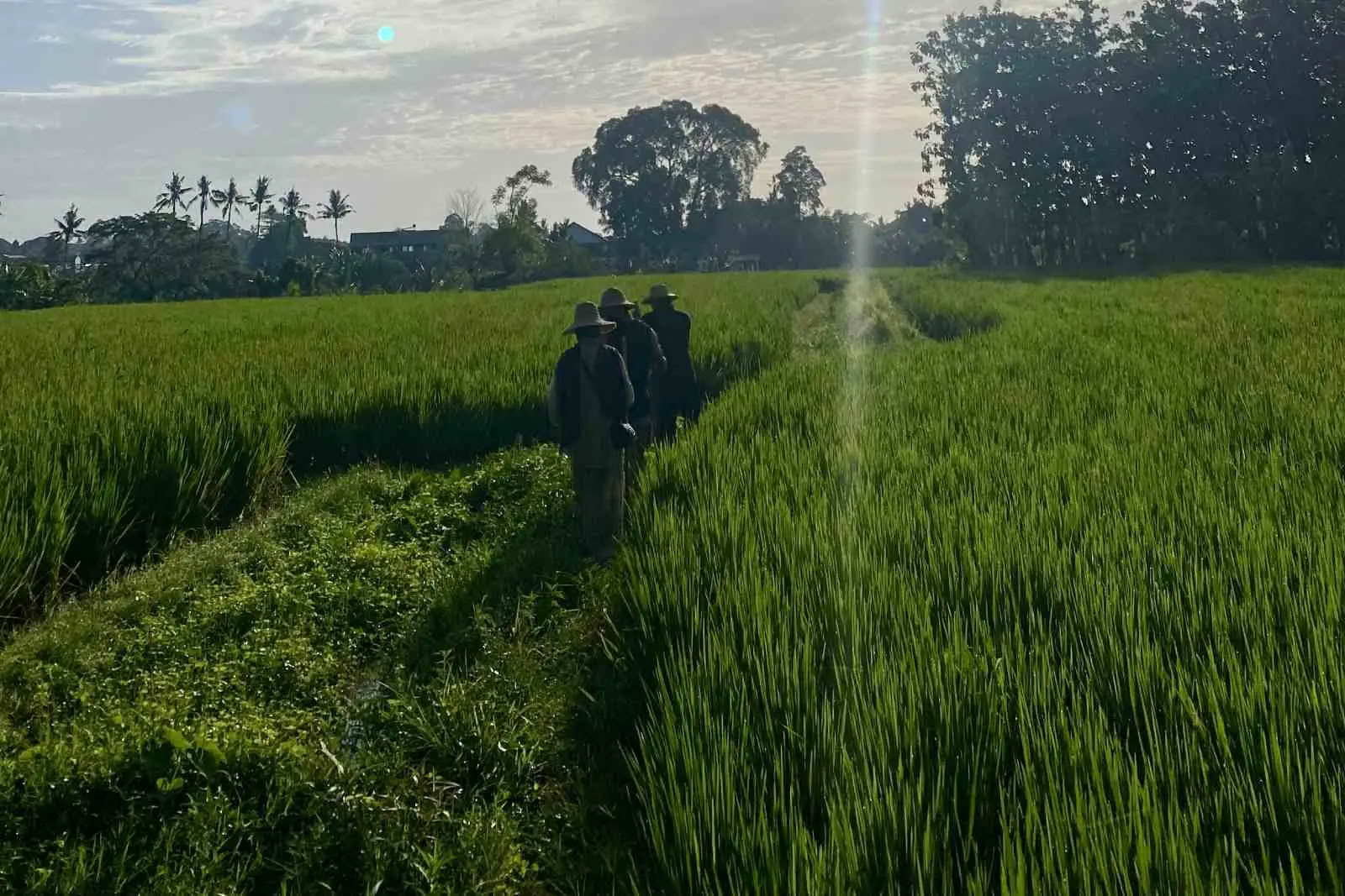 Paseo matutino de cortesía