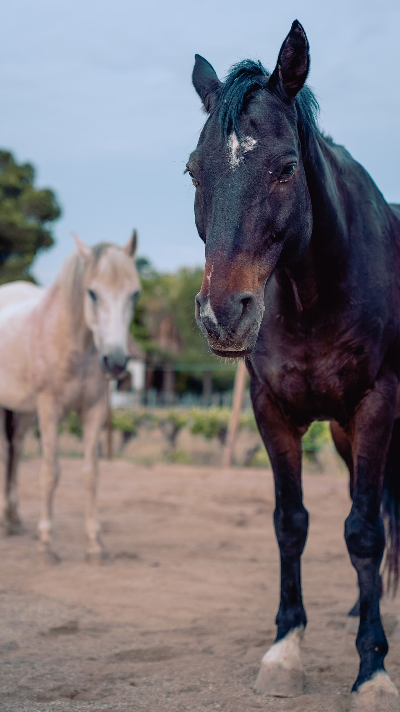 Yoga y sanación con caballos