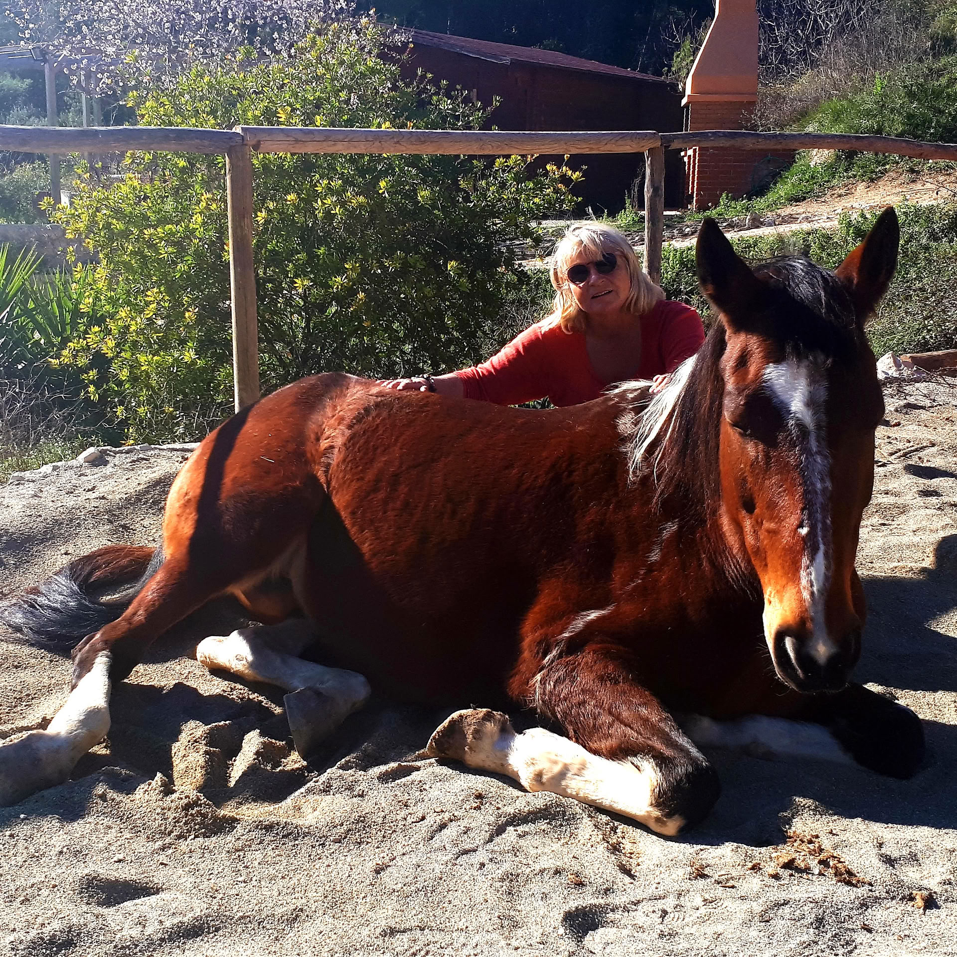 Yoga y sanación con caballos