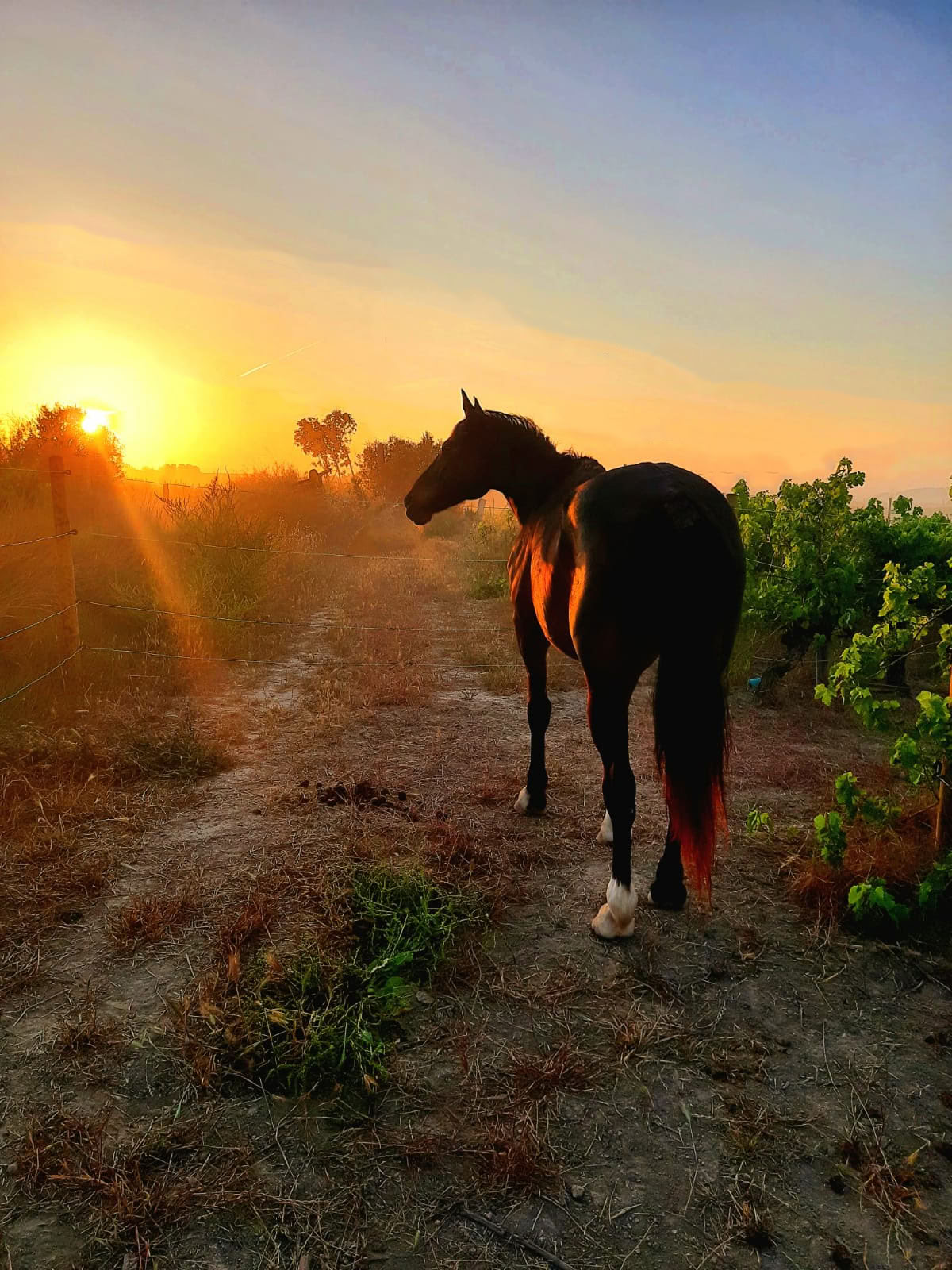 Yoga y sanación con caballos