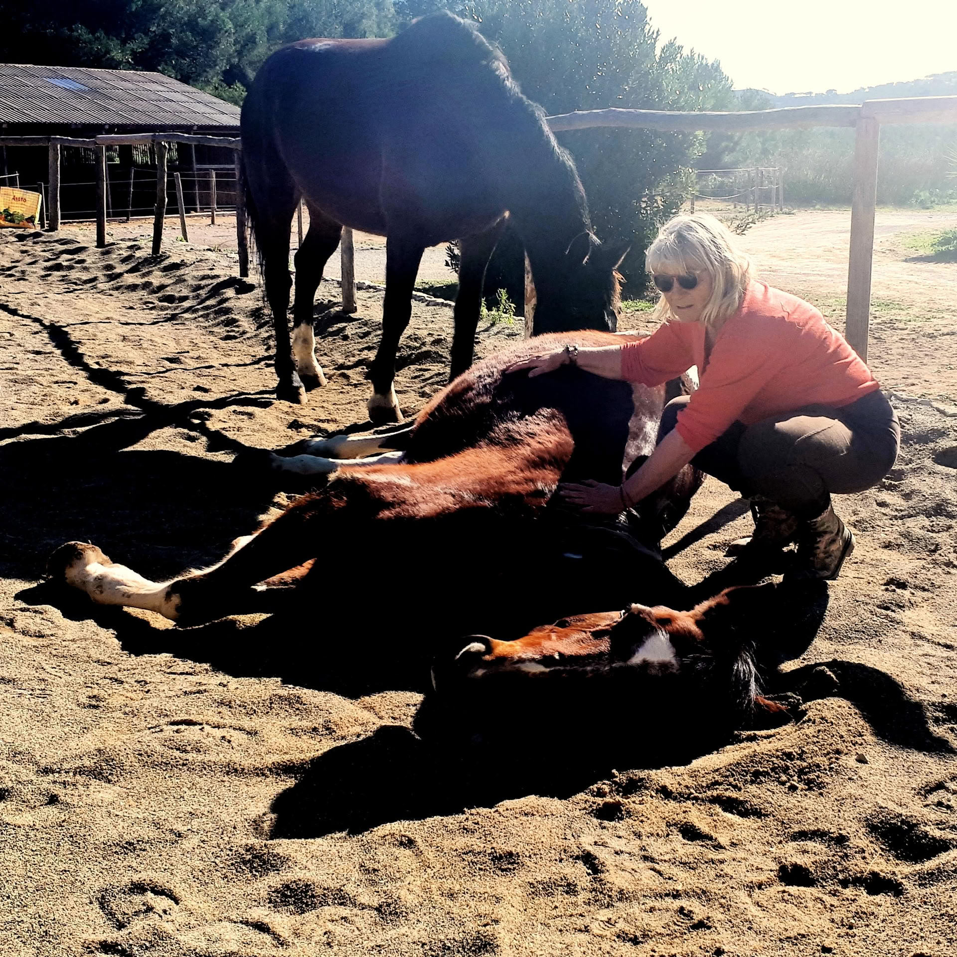 Yoga y sanación con caballos