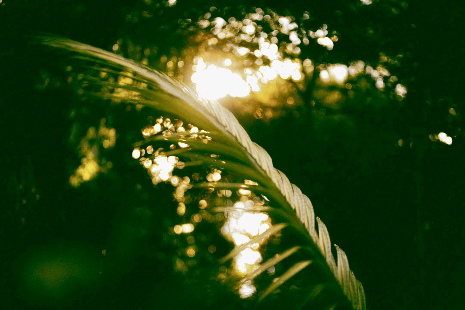 6 Días Retiro de Ayahuasca