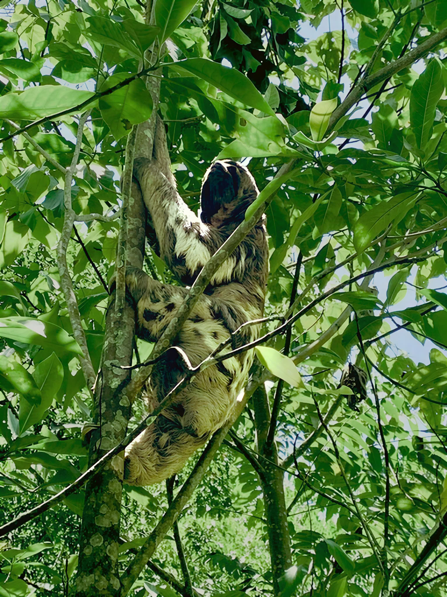 6 Días Retiro de Ayahuasca