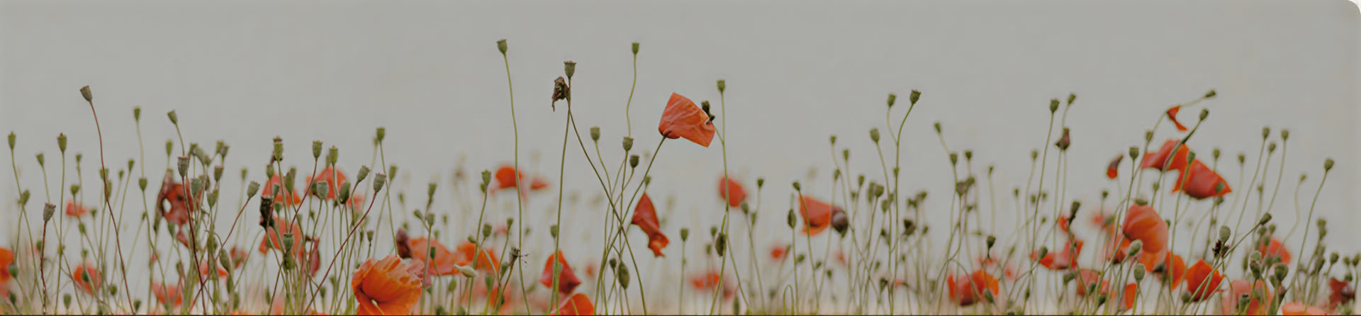 Freedom from Suffering: Un fin de semana de sanación a través del amor propio incondicional, la meditación de atención plena y QiGong