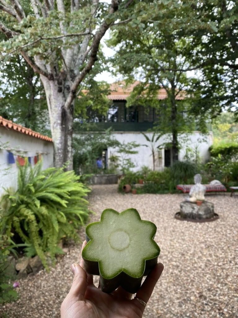 Retiro de Psilocibina y Wachuma