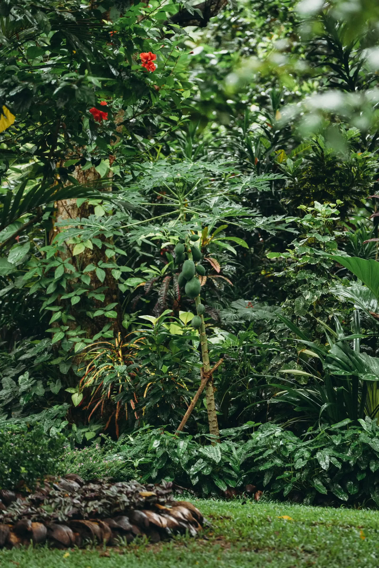 Retiro de Yoga de Reinicio en Sri Lanka