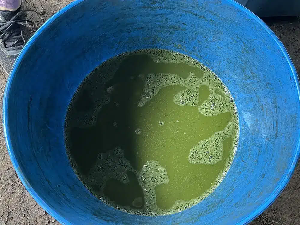 Medicine Maker Ayahuasca Retiro With Taita Miguel