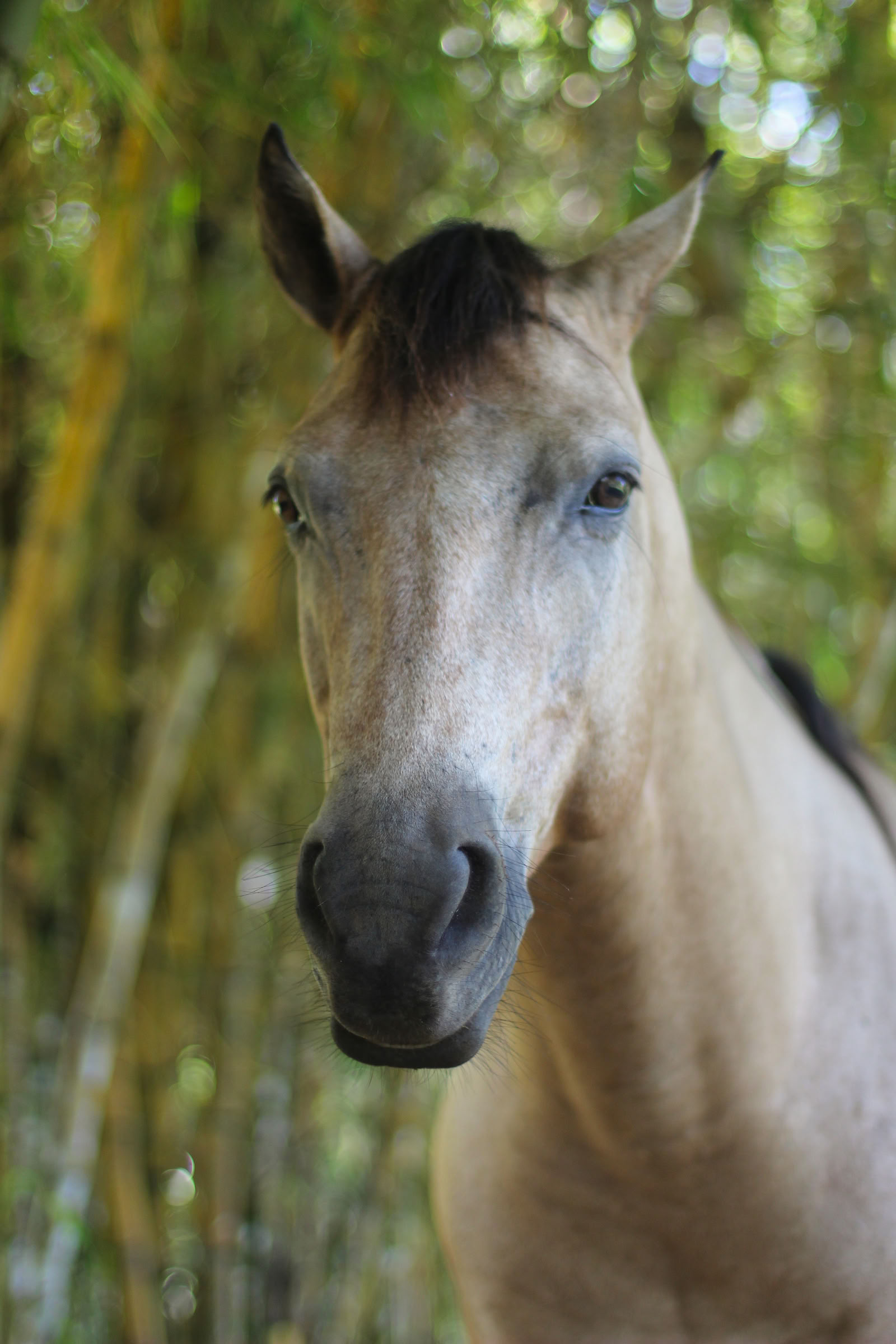 Ceremonia Ancestral con Caballos en EncanTica