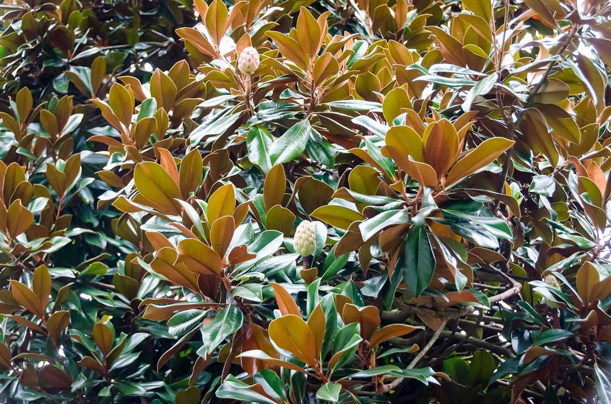 Retiro de Yoga y Meditación del Equinoccio de Otoño
