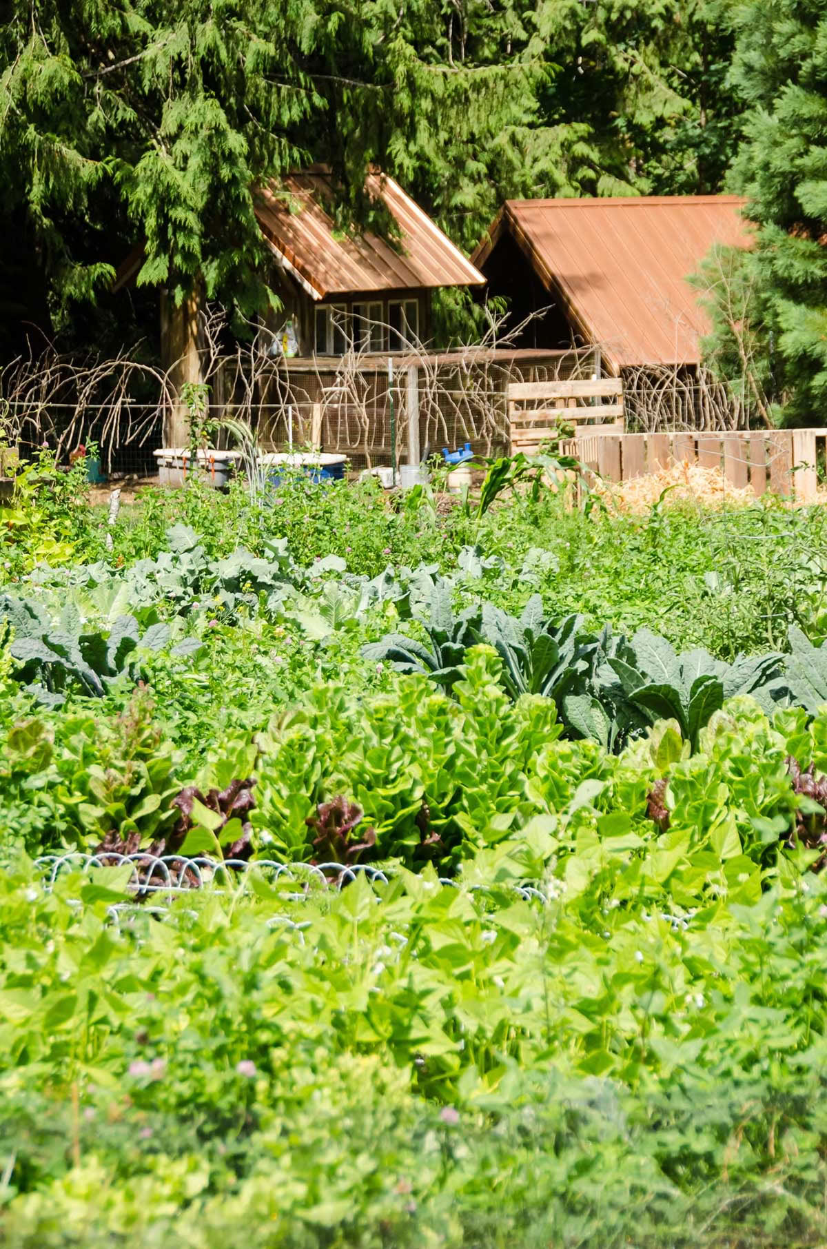 Detox Retiro – Limpieza de Verano