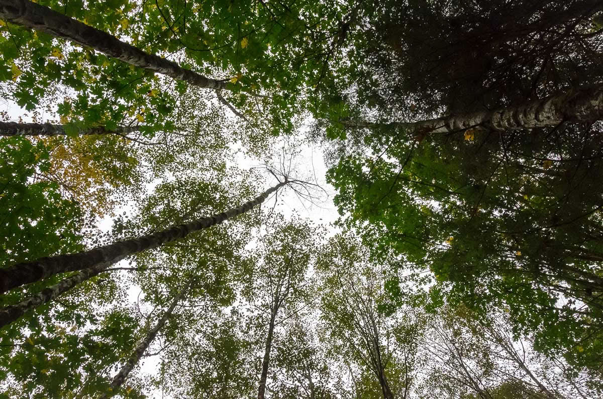 Detox Retiro – Limpieza de otoño