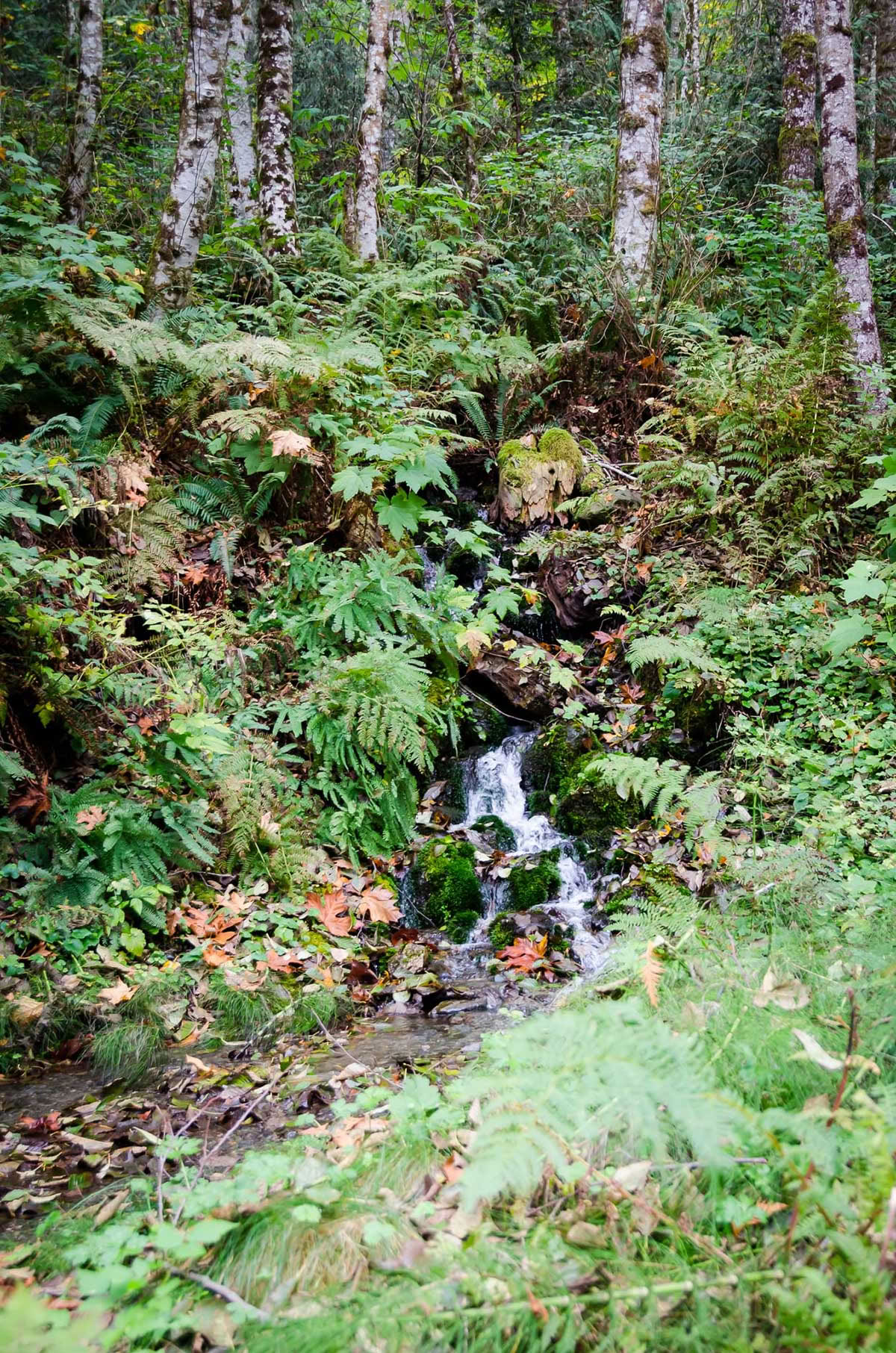 Detox Retiro – Limpieza de otoño