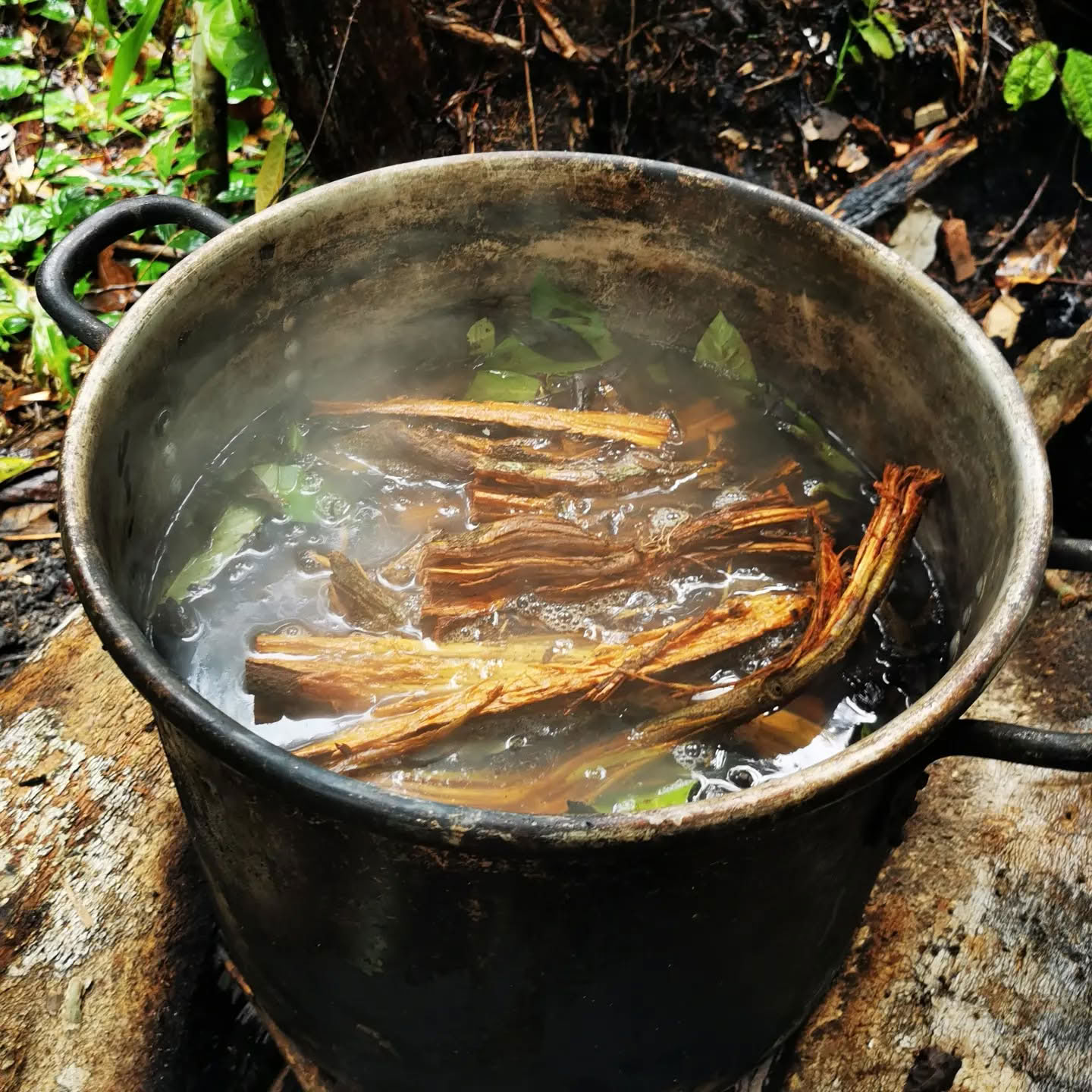 7 días Retiro de Ayahuasca