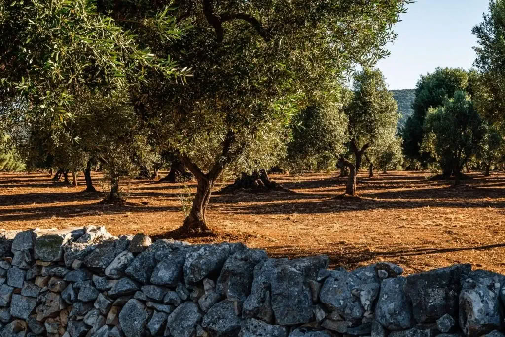 Conversations with Place: Una residencia creativa en Masseria Specula
