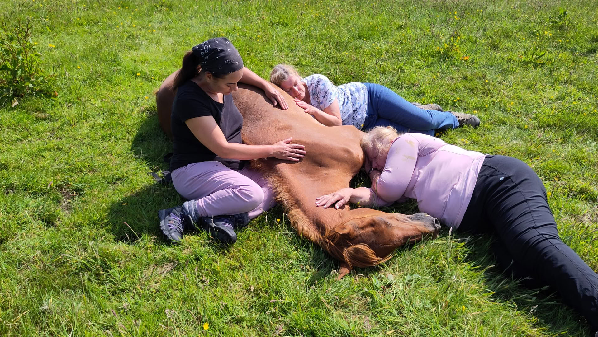 Sanación Silenciosa con Caballos