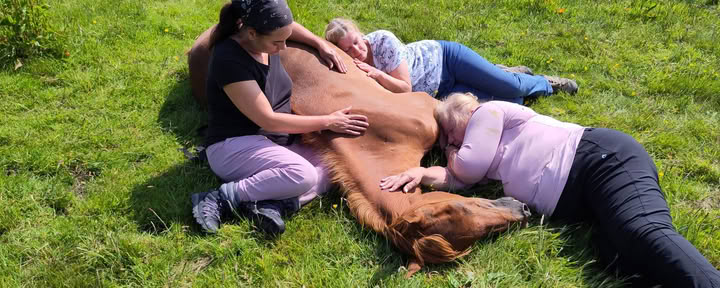 Sanación Silenciosa con Caballos
