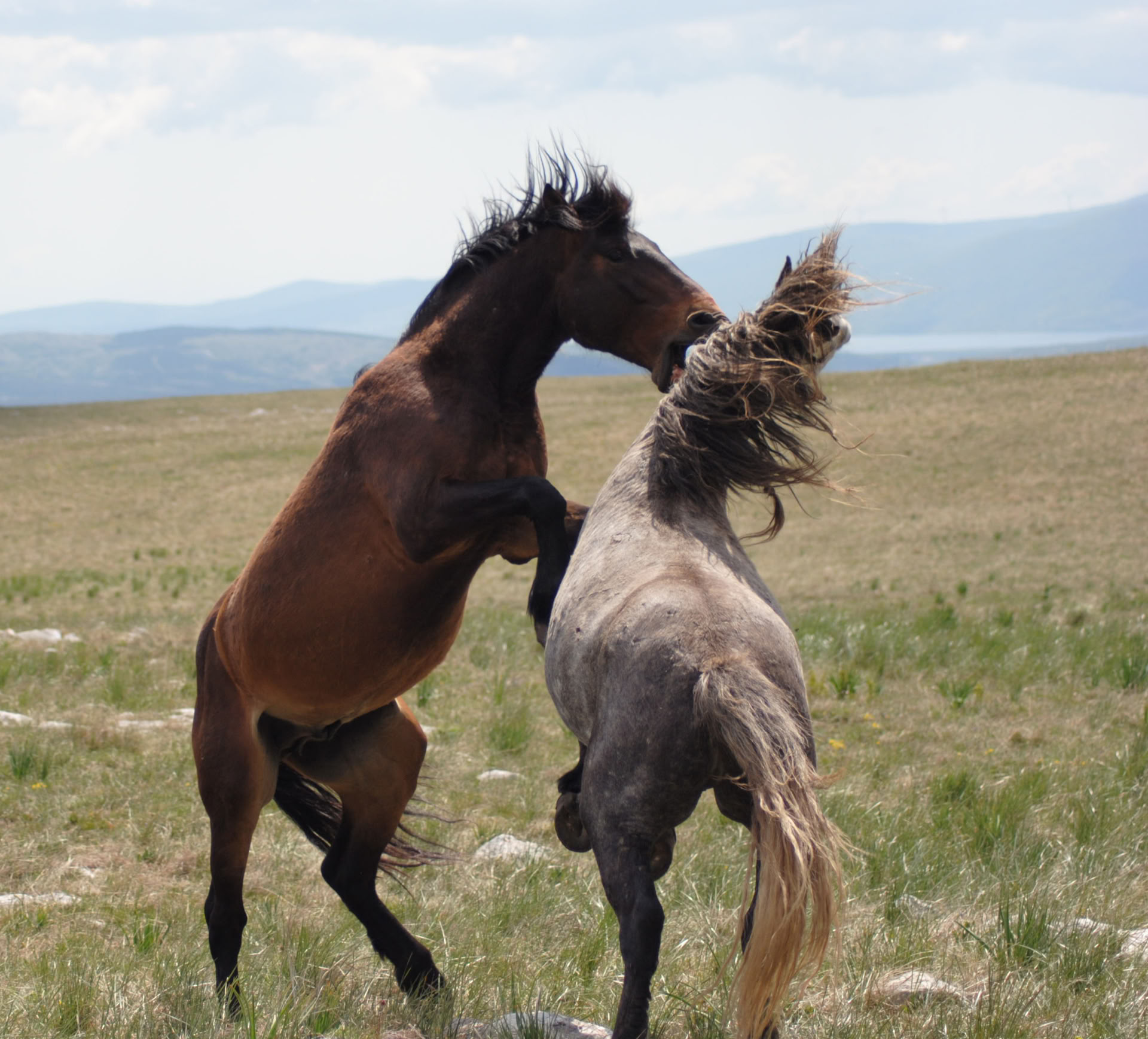 Curación a caballo | Bosnia 18 - 23 de octubre