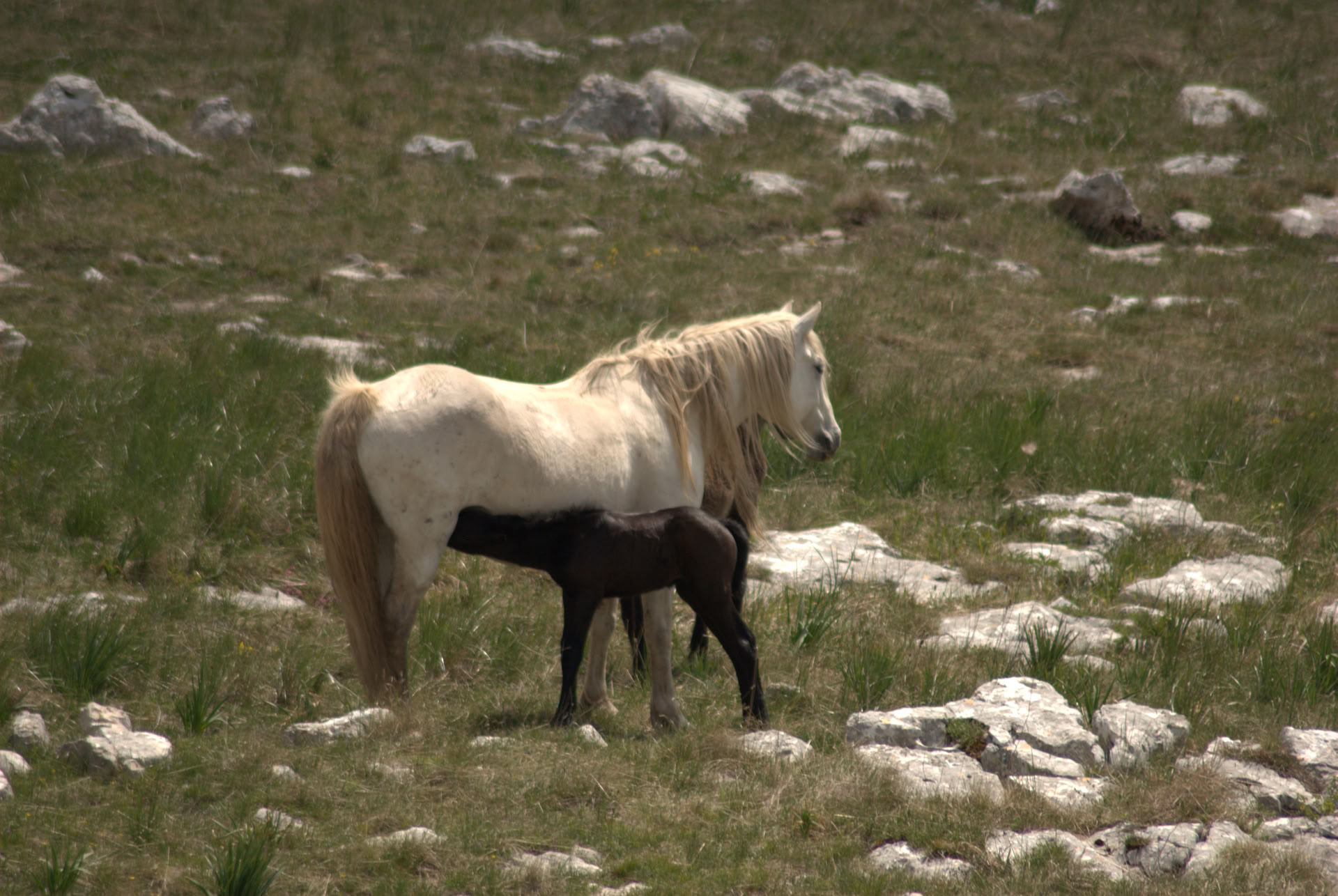 Curación a caballo | Bosnia 18 - 23 de octubre