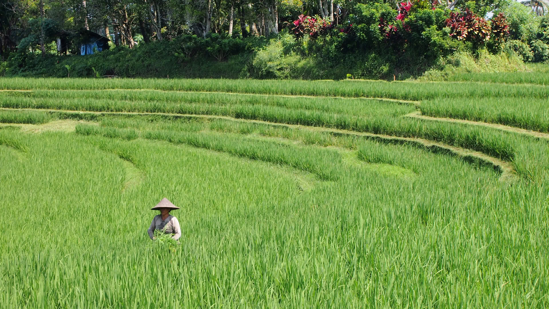 Oferta única en Bali