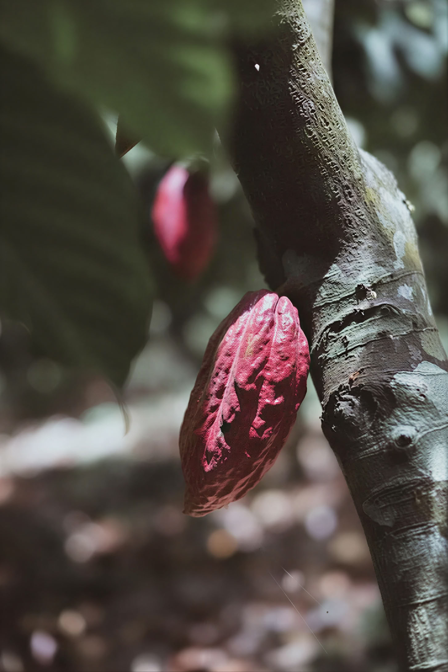 INSIDE CACAO - Taller Drop in