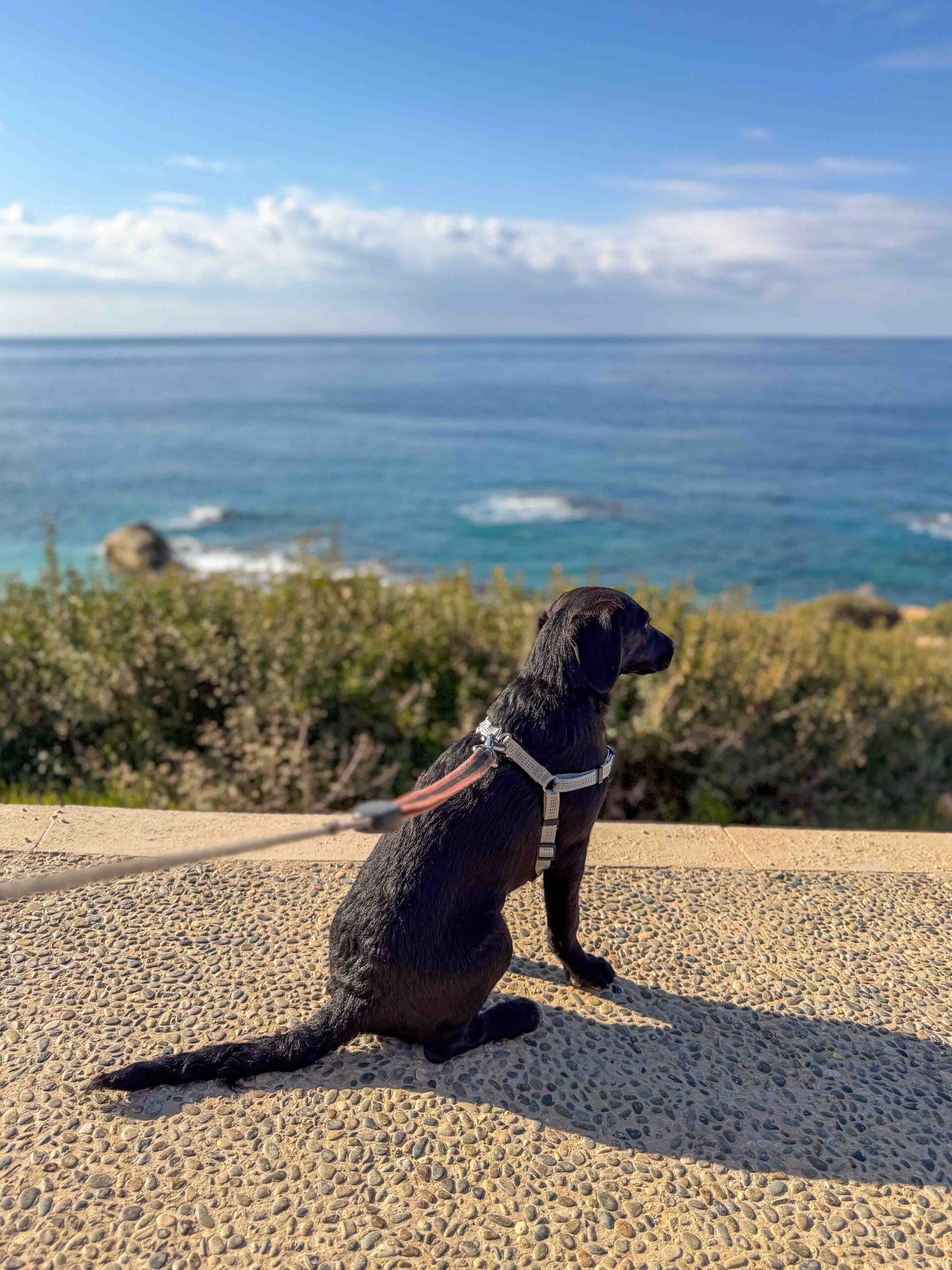 Paseo por la playa para cachorros