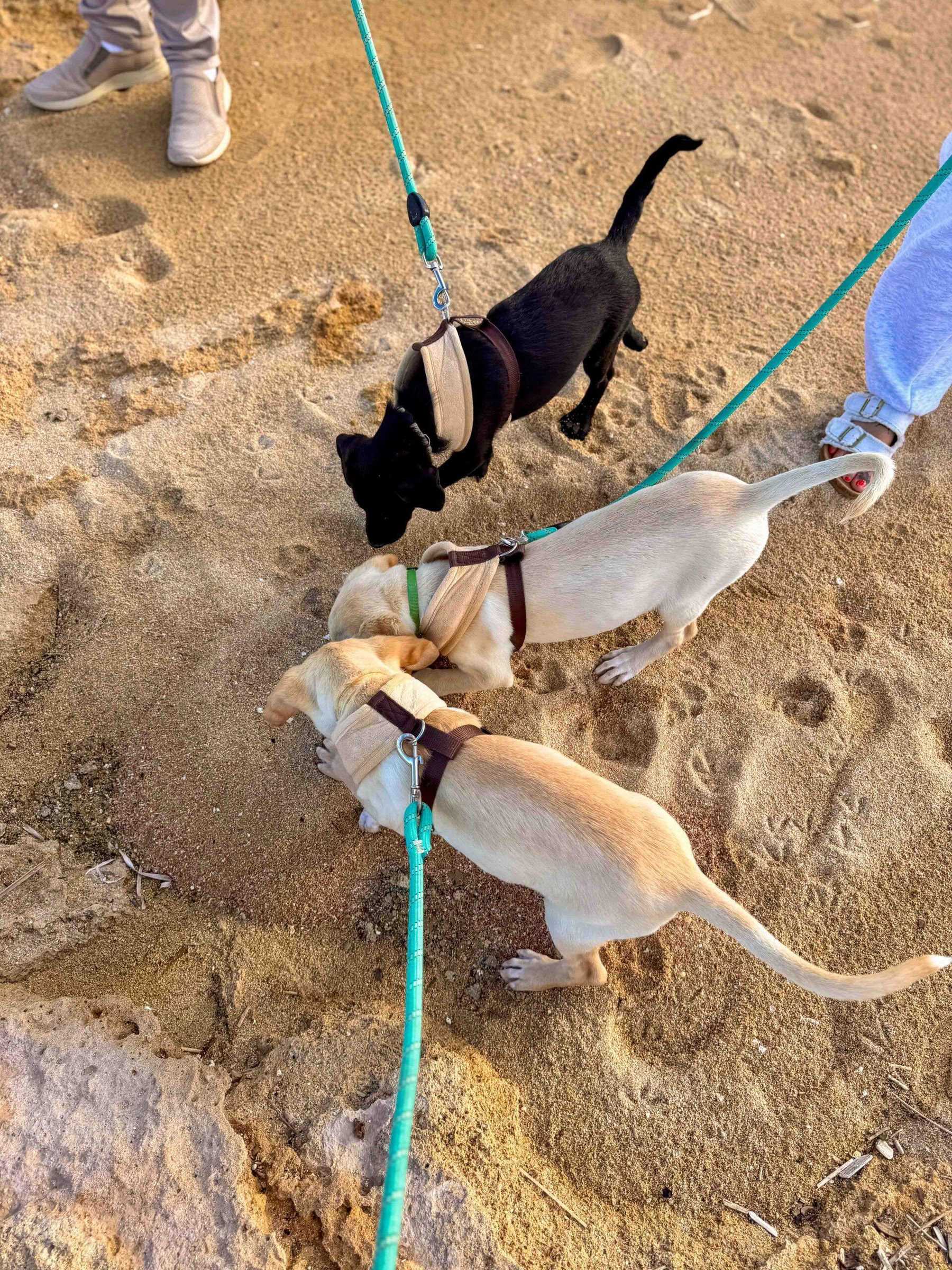 Paseo por la playa para cachorros