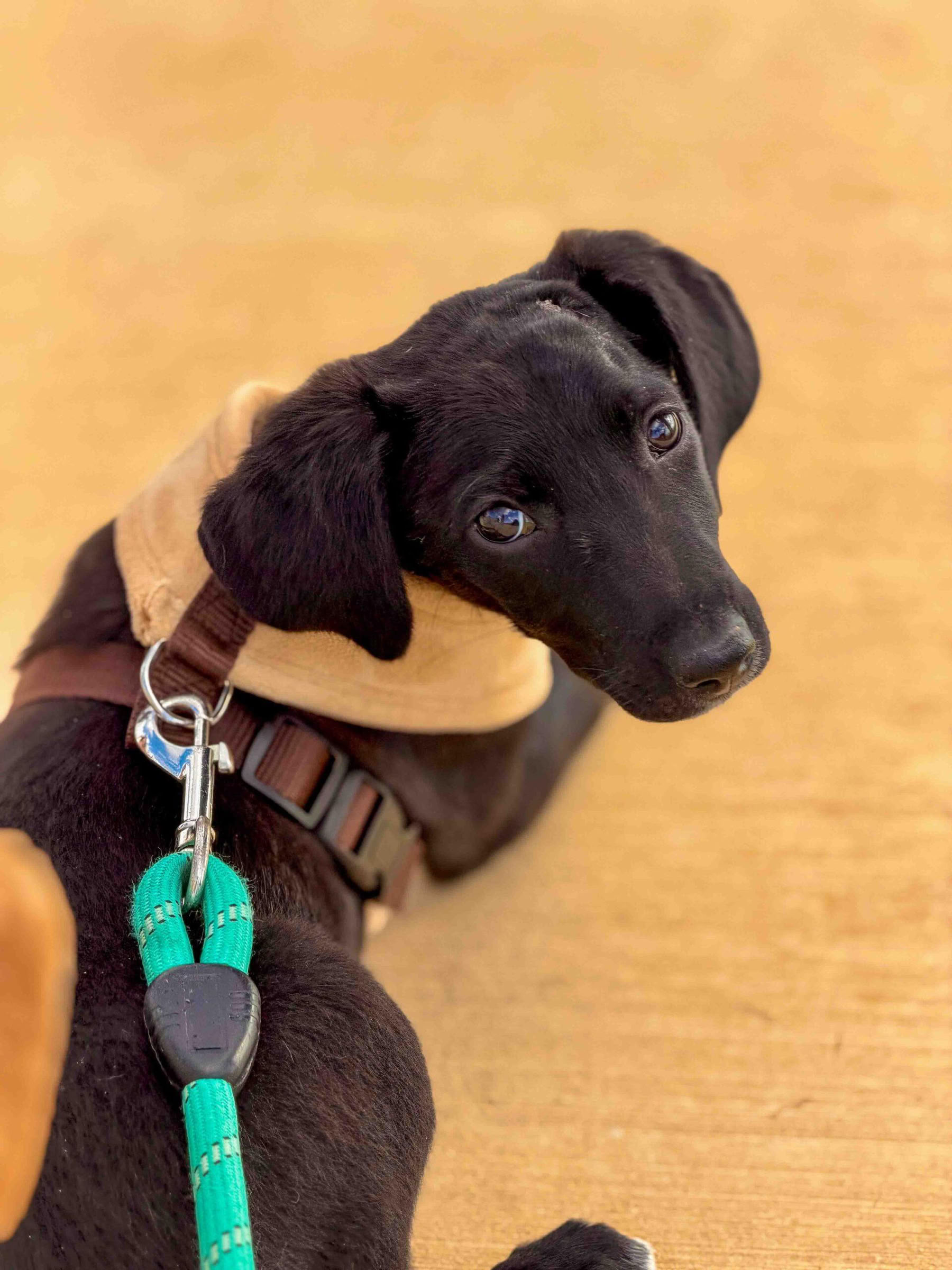 Paseo por la playa para cachorros
