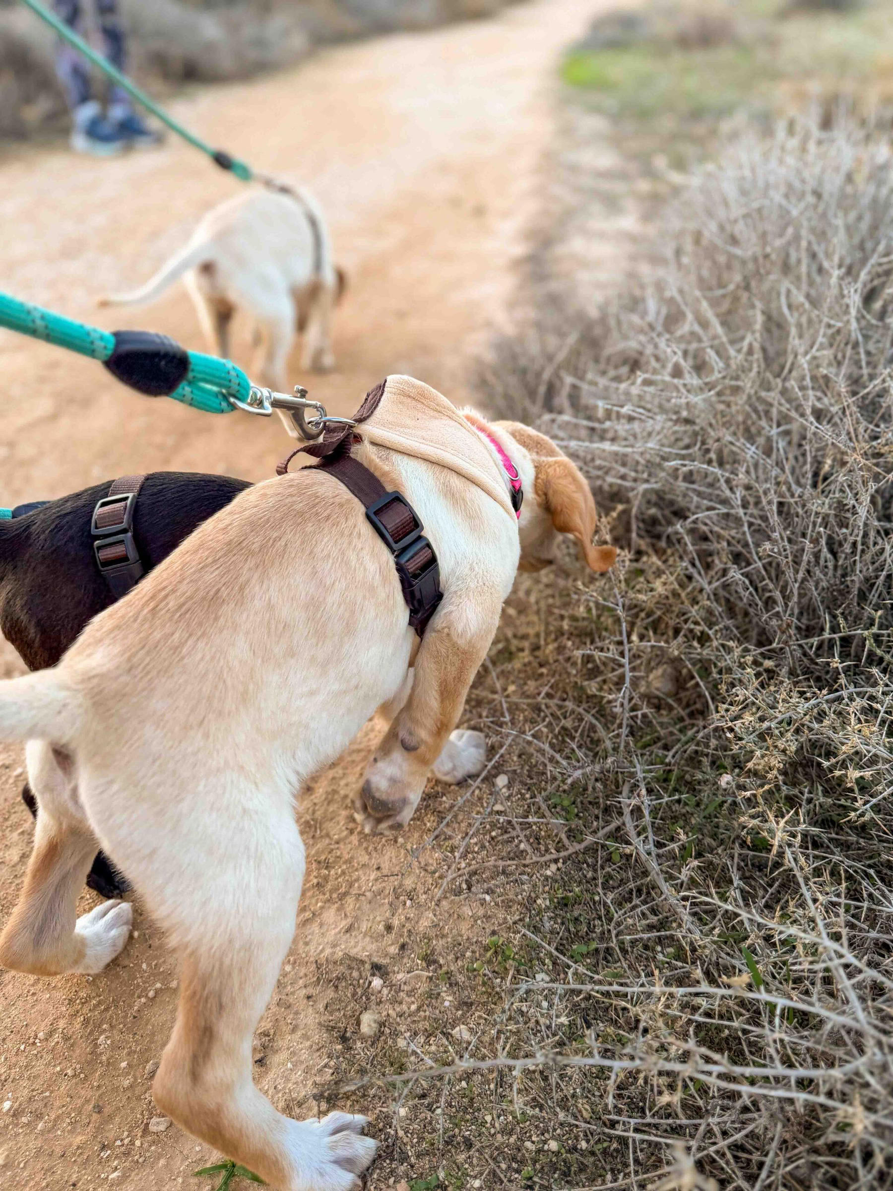 Paseo por la playa para cachorros