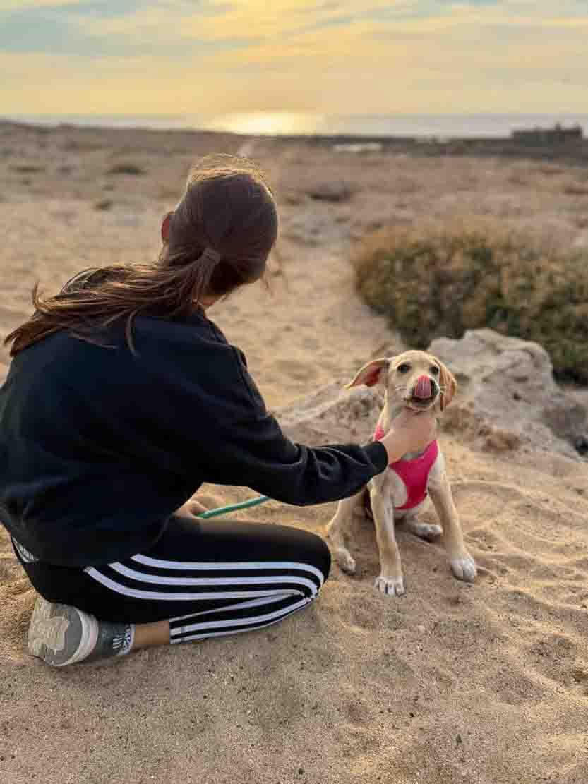 Paseo por la playa para cachorros