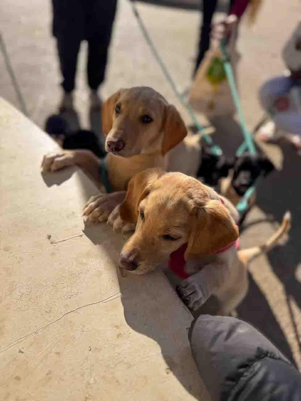 Paseo por la playa para cachorros