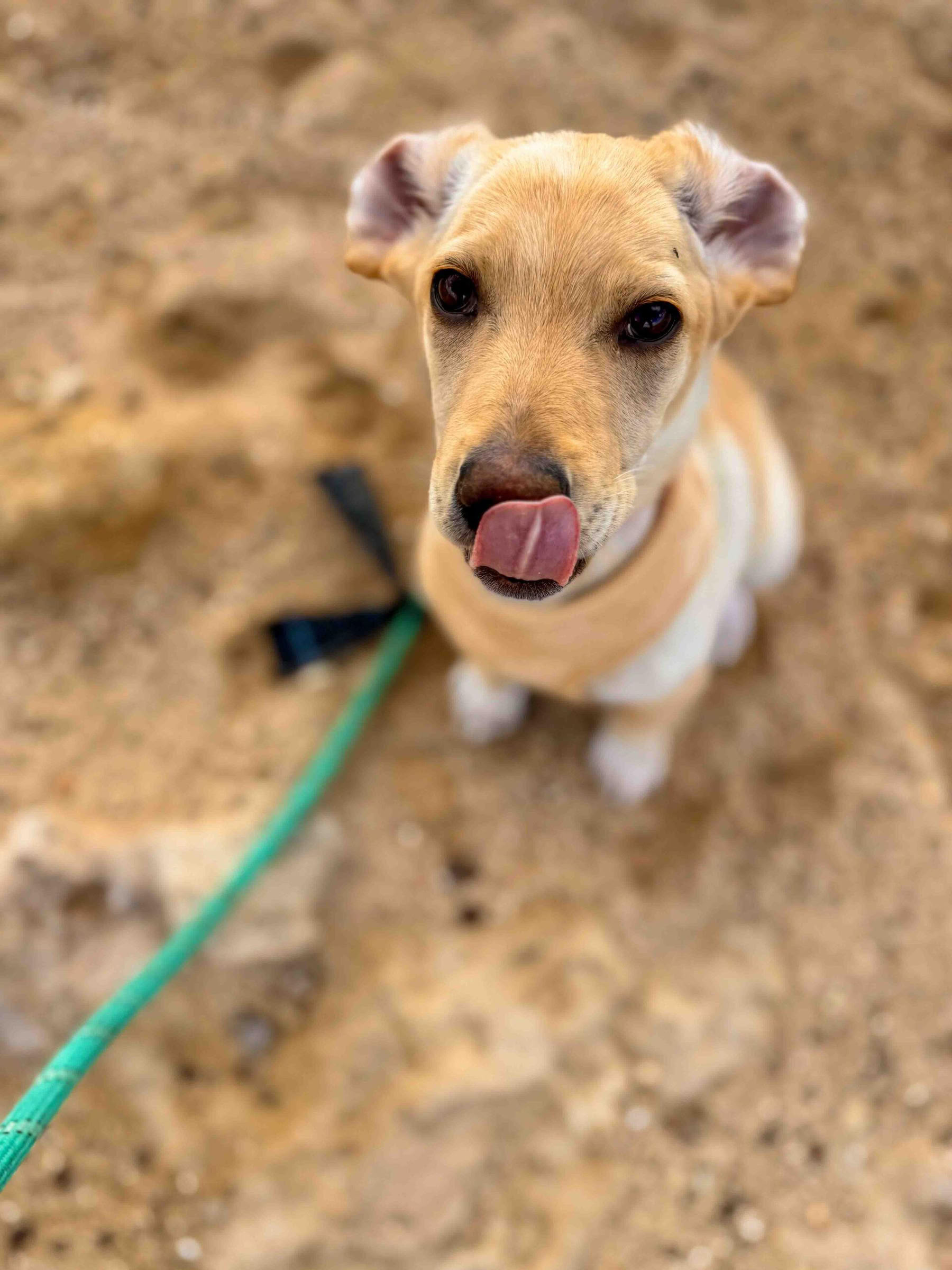 Paseo por la playa para cachorros