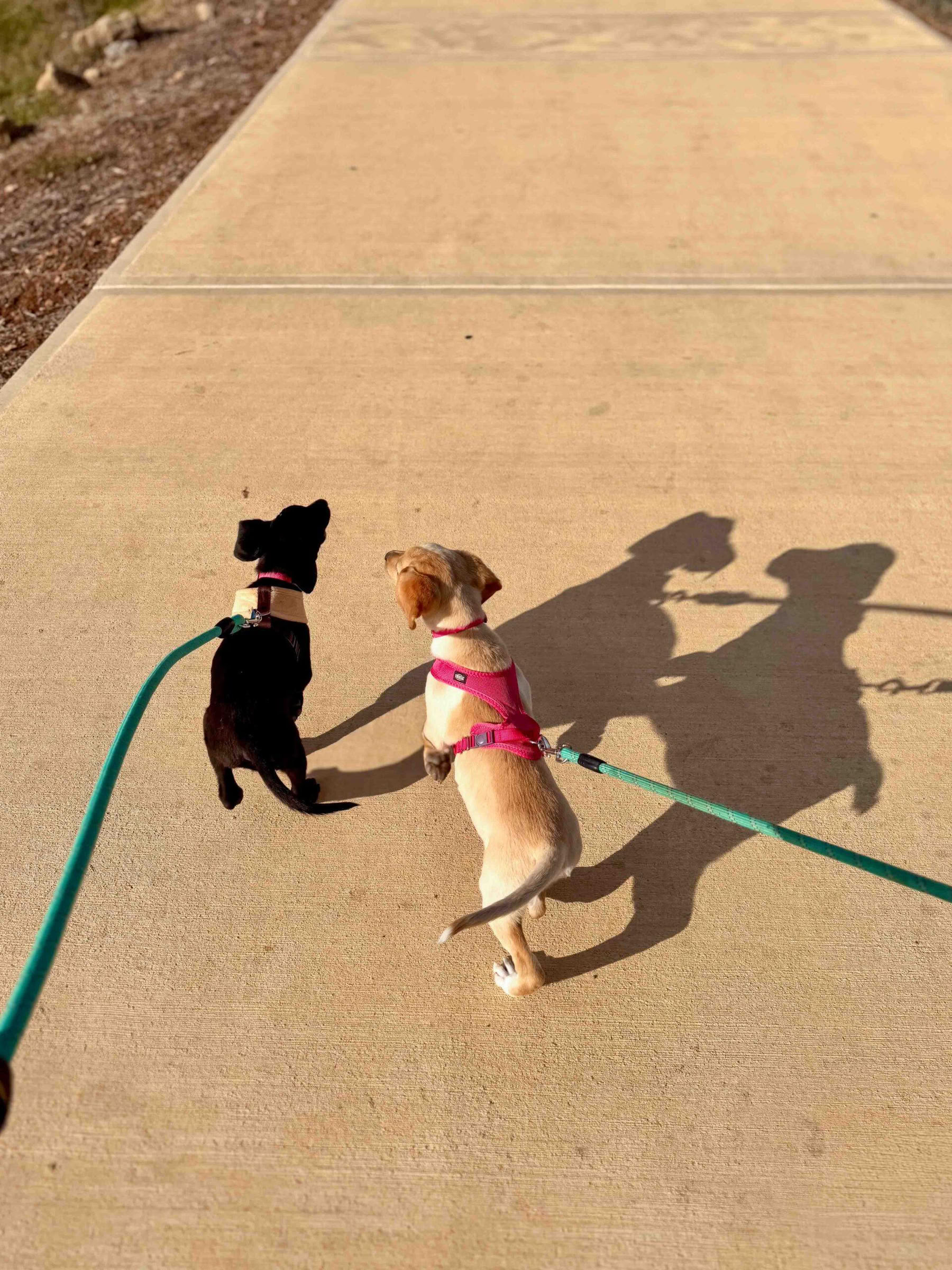 Paseo por la playa para cachorros