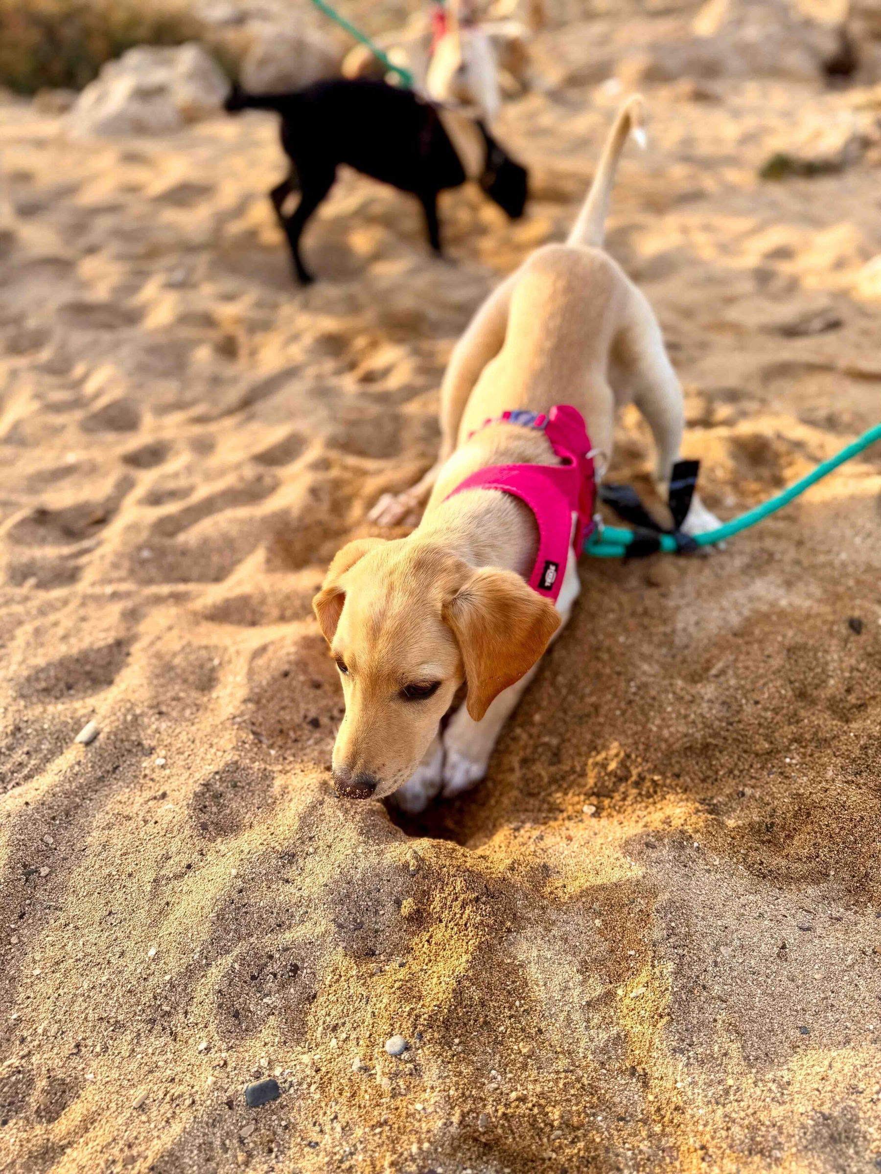 Paseo por la playa para cachorros