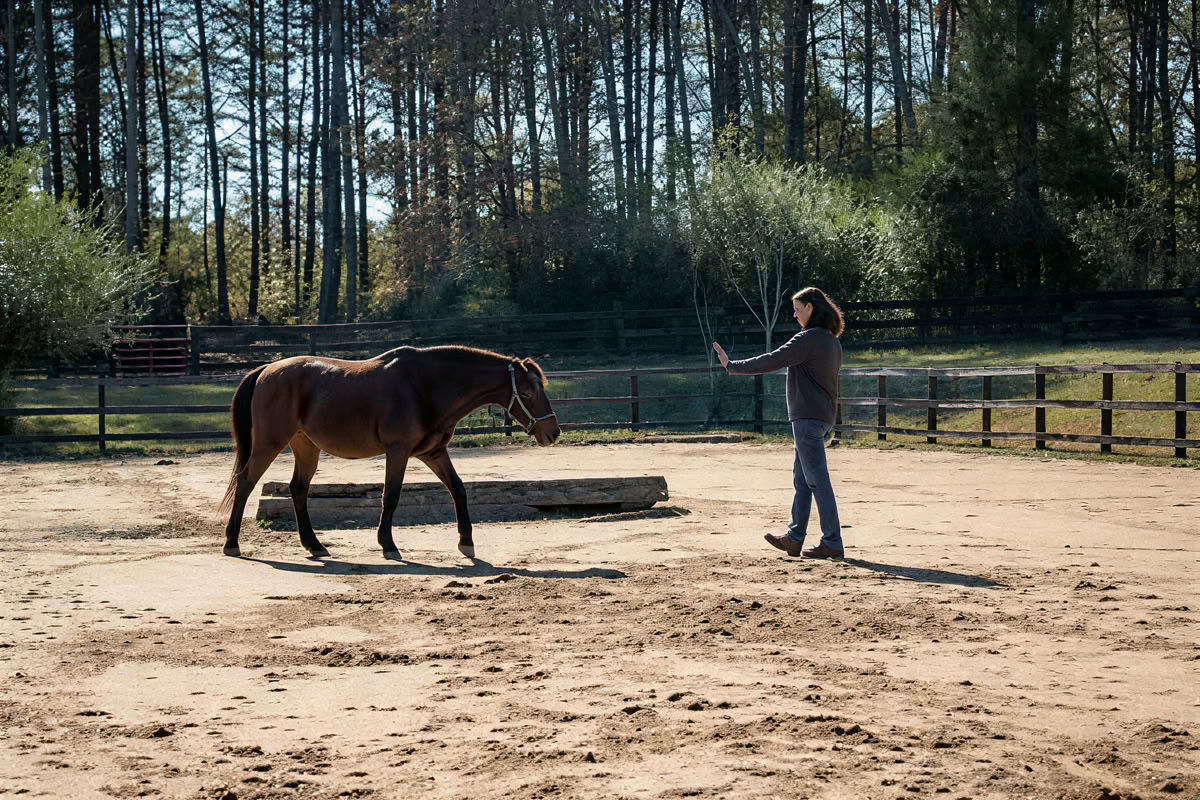 Retiro para participantes recurrentes de 4 días de aprendizaje experiencial de nivel superior para mujeres con caballos