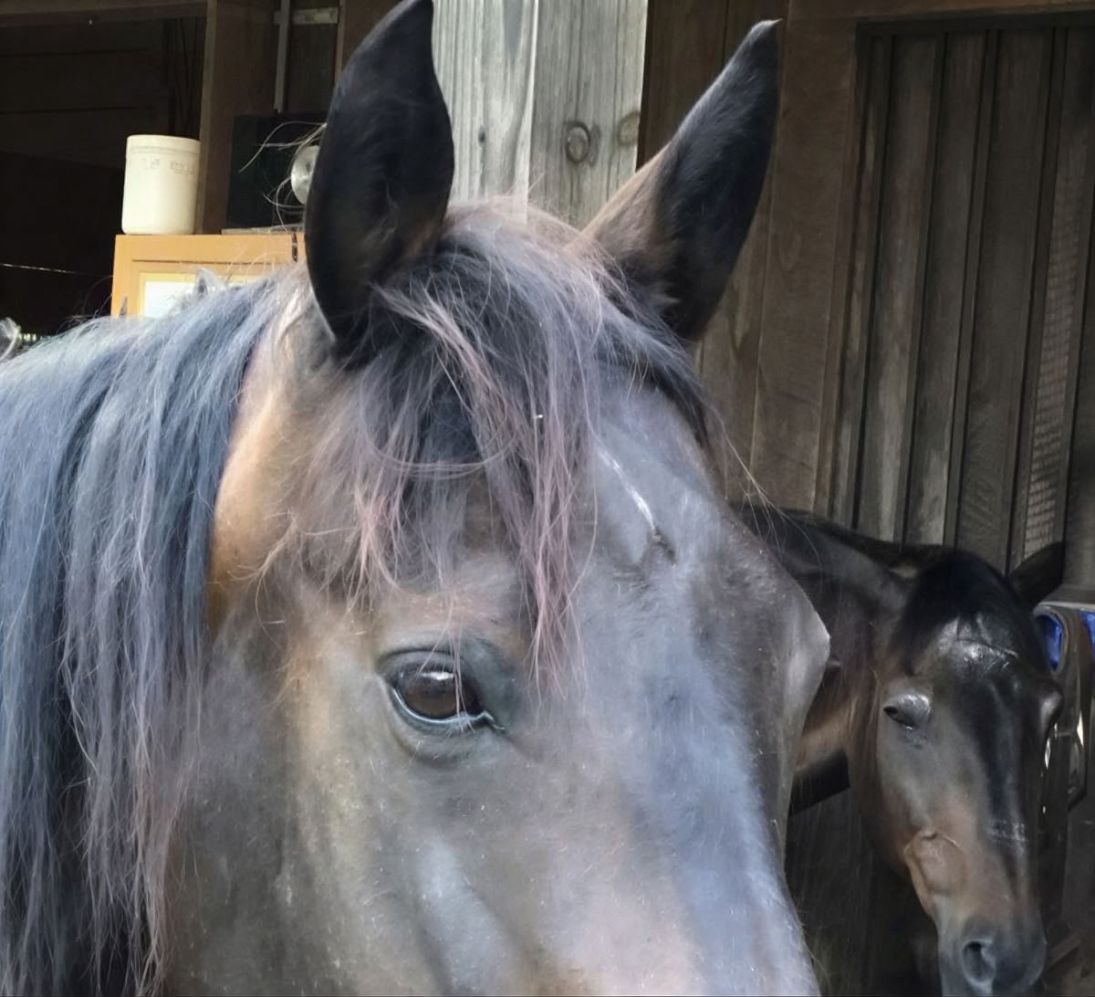 Horse Harmony: Un retiro de 3 días para el equilibrio y el bienestar de las mujeres