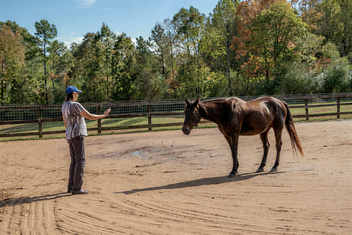 Horse Harmony: Un retiro de 3 días para el equilibrio y el bienestar de las mujeres