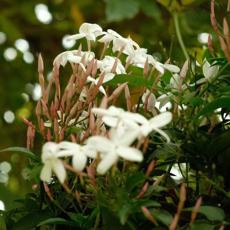 Retiro de Ayahuasca de 9 días