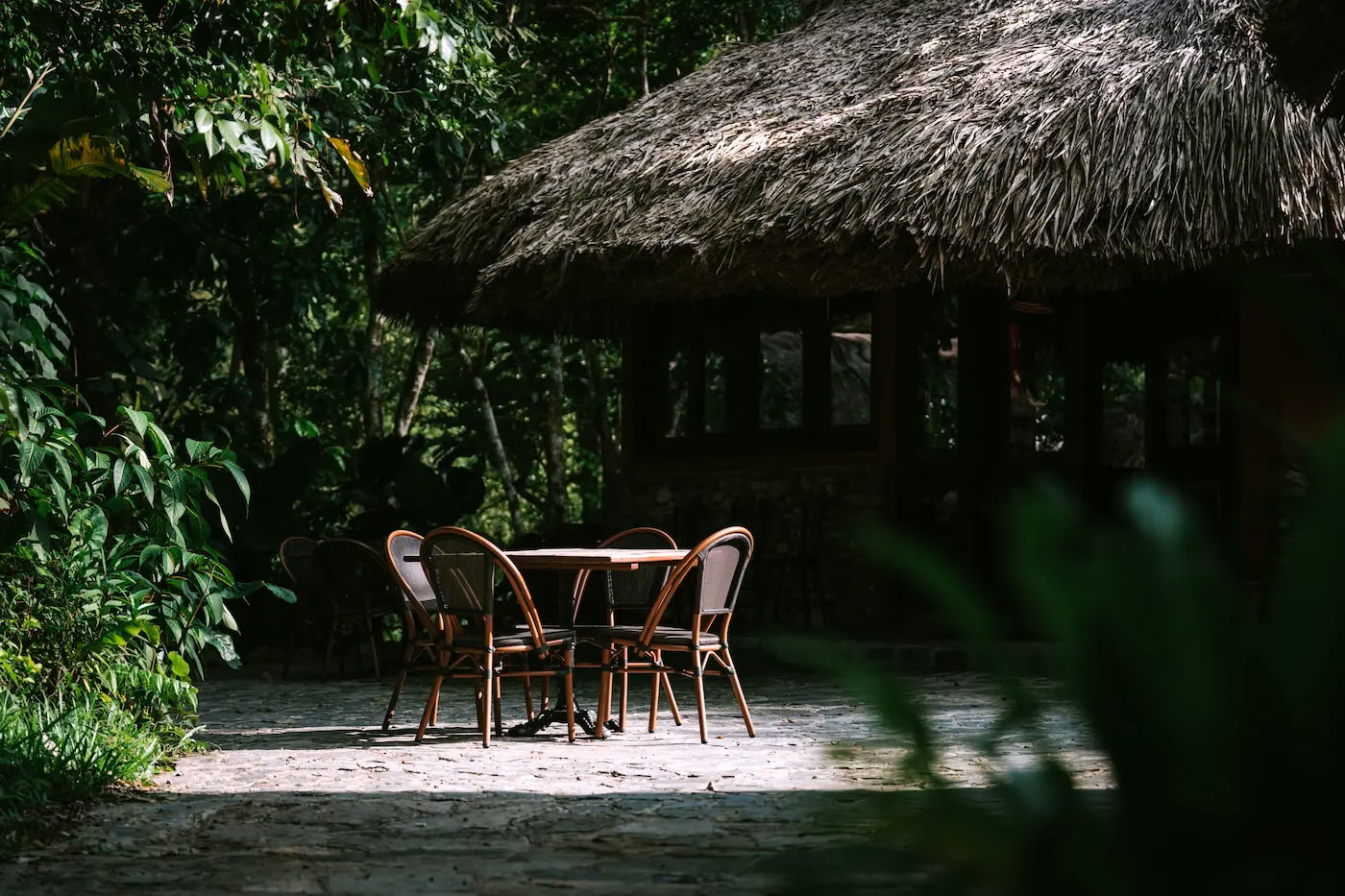 Comida en el Bosque en Thong Nguyen