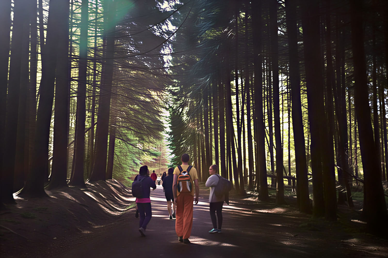 Retiro de yoga y naturaleza: Inmersión en el bosque dorado